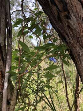 Imagem de Billardiera heterophylla (Lindl.) L. W. Cayzer & Crisp