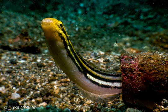 Image of Short-head Sabretooth Blenny