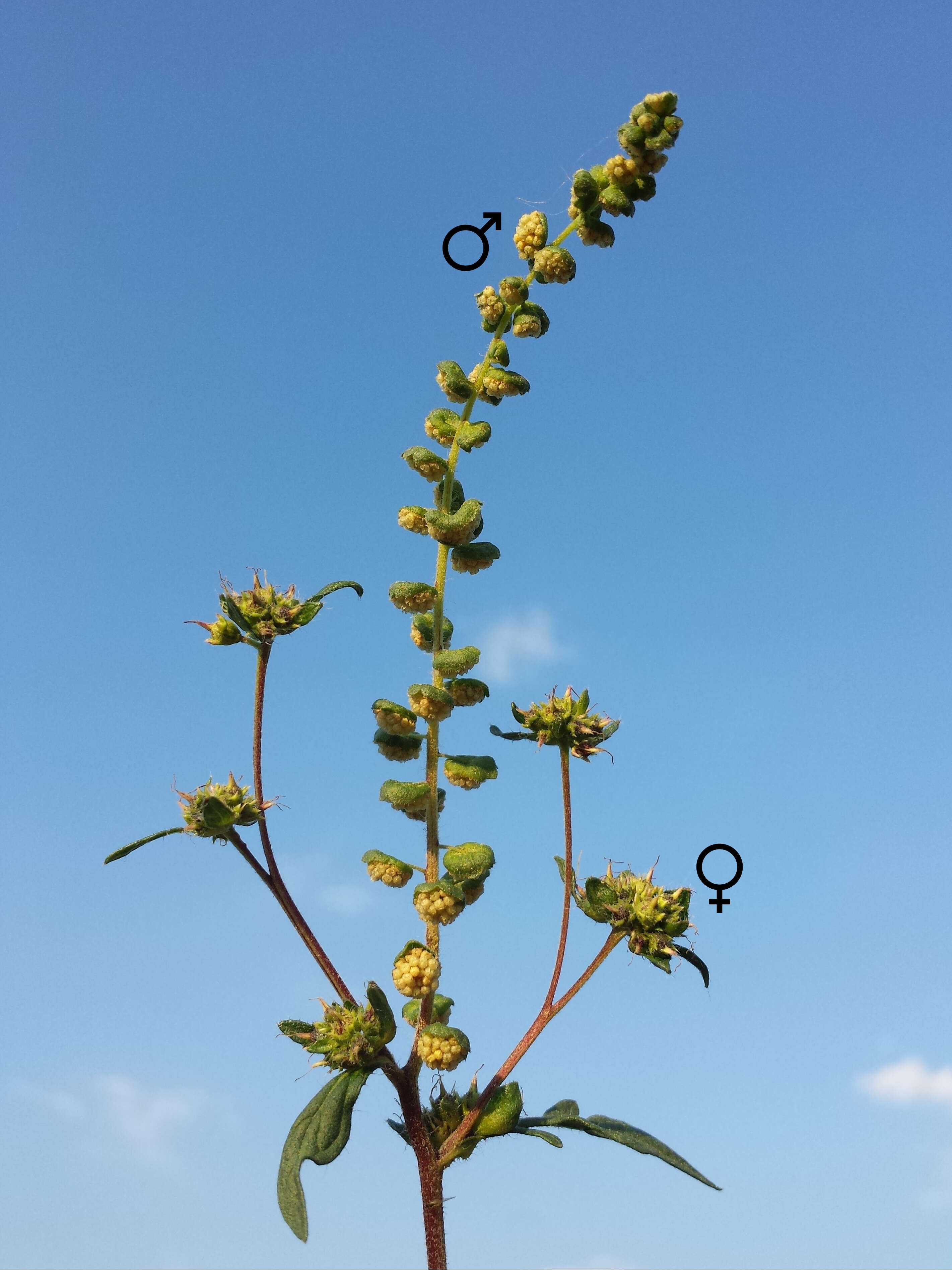 Image of annual ragweed