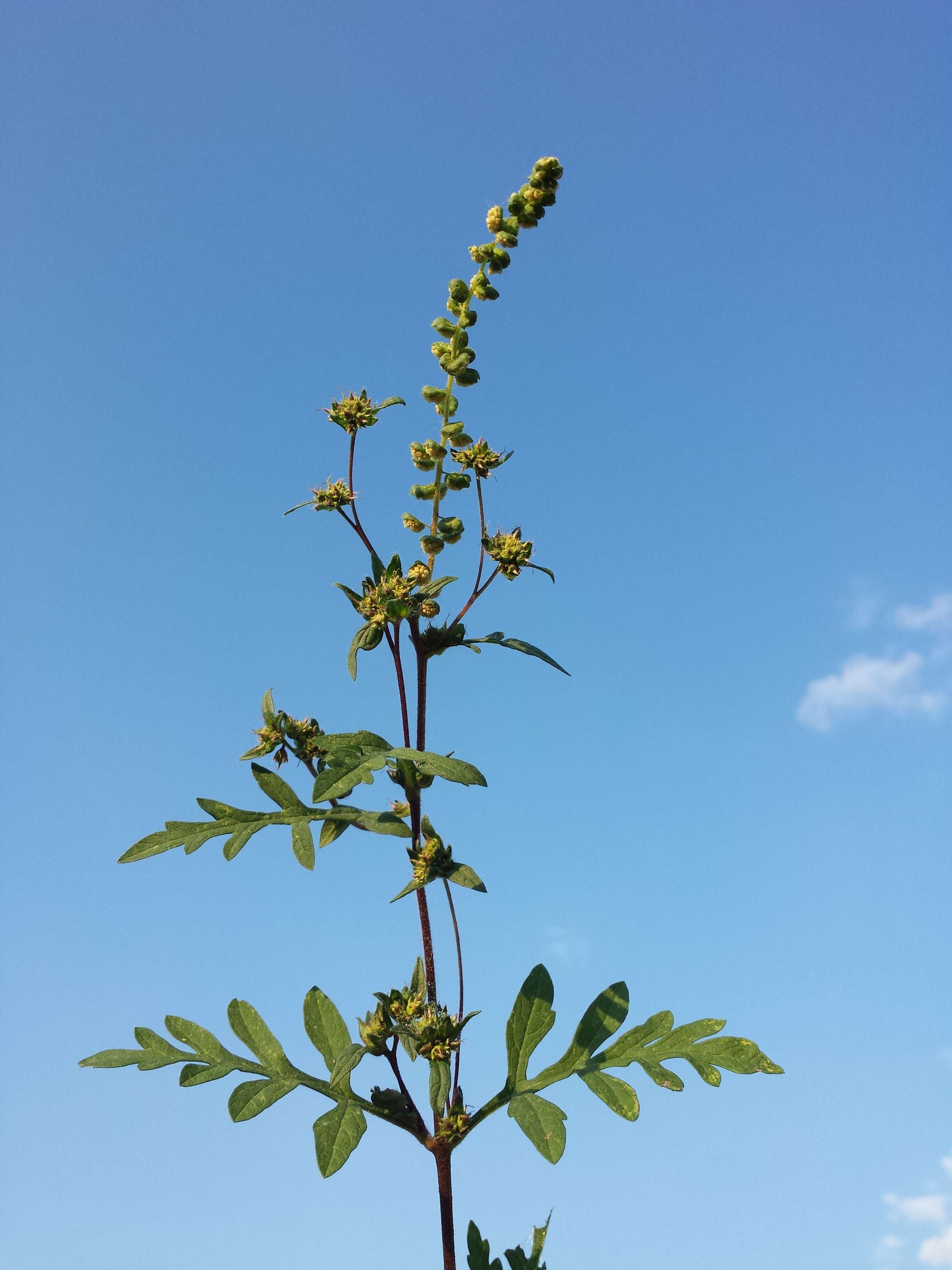 Image of annual ragweed