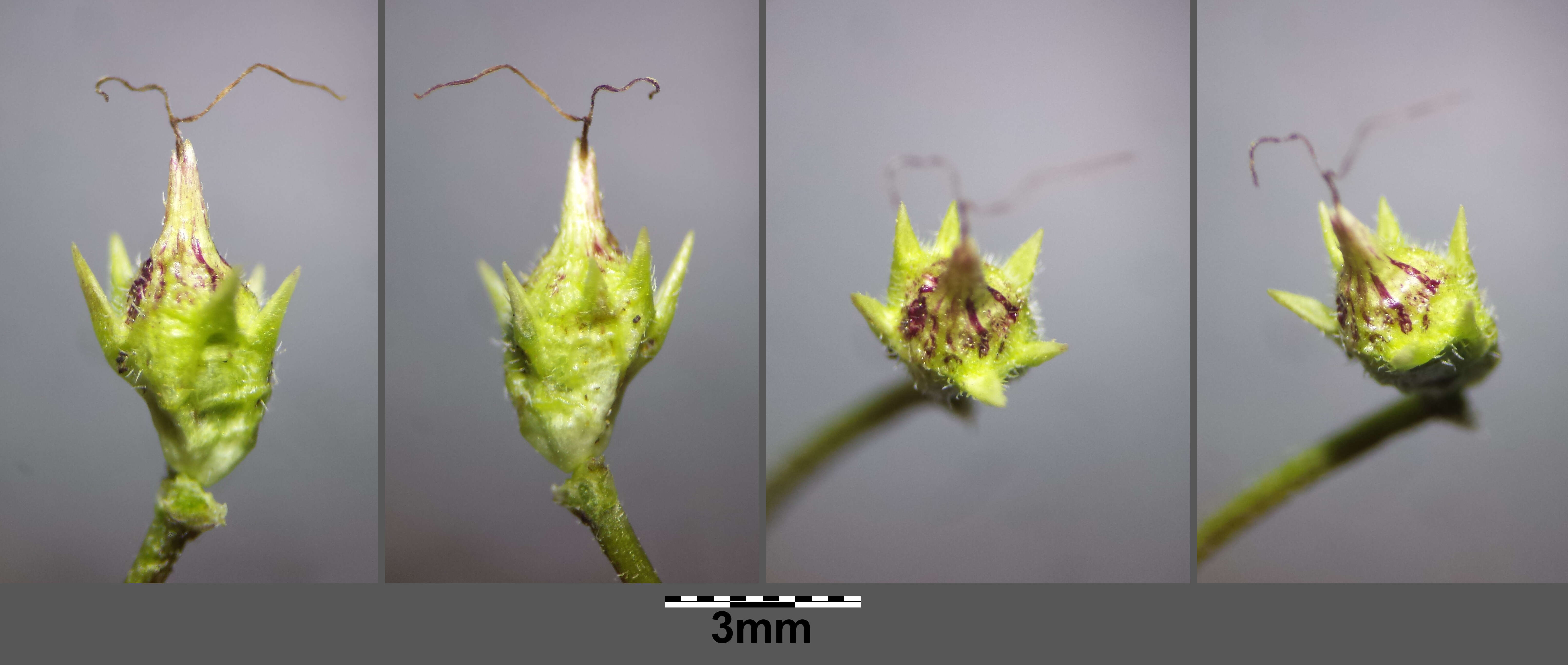 Image of annual ragweed