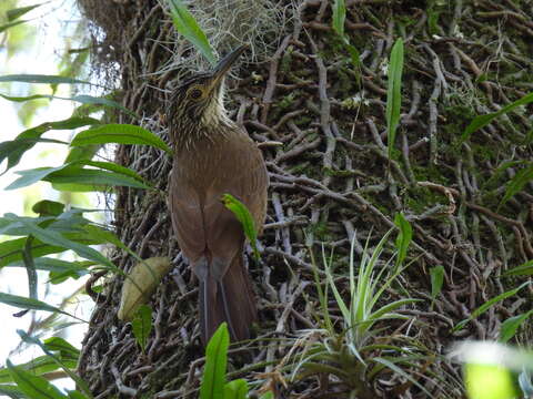 Image of Planalto Woodcreeper