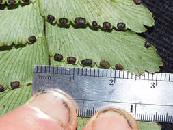 Image de Adiantum urophyllum Hook.