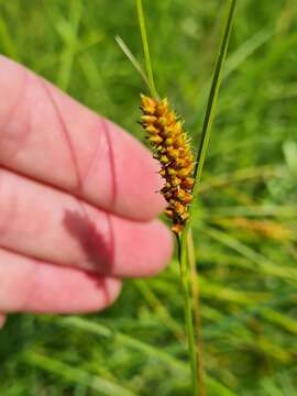 Image of Carex songorica Kar. & Kir.