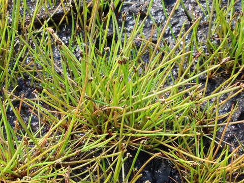 Image of Pale Spike Rush