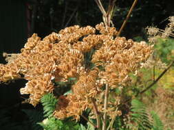 Image of wild angelica