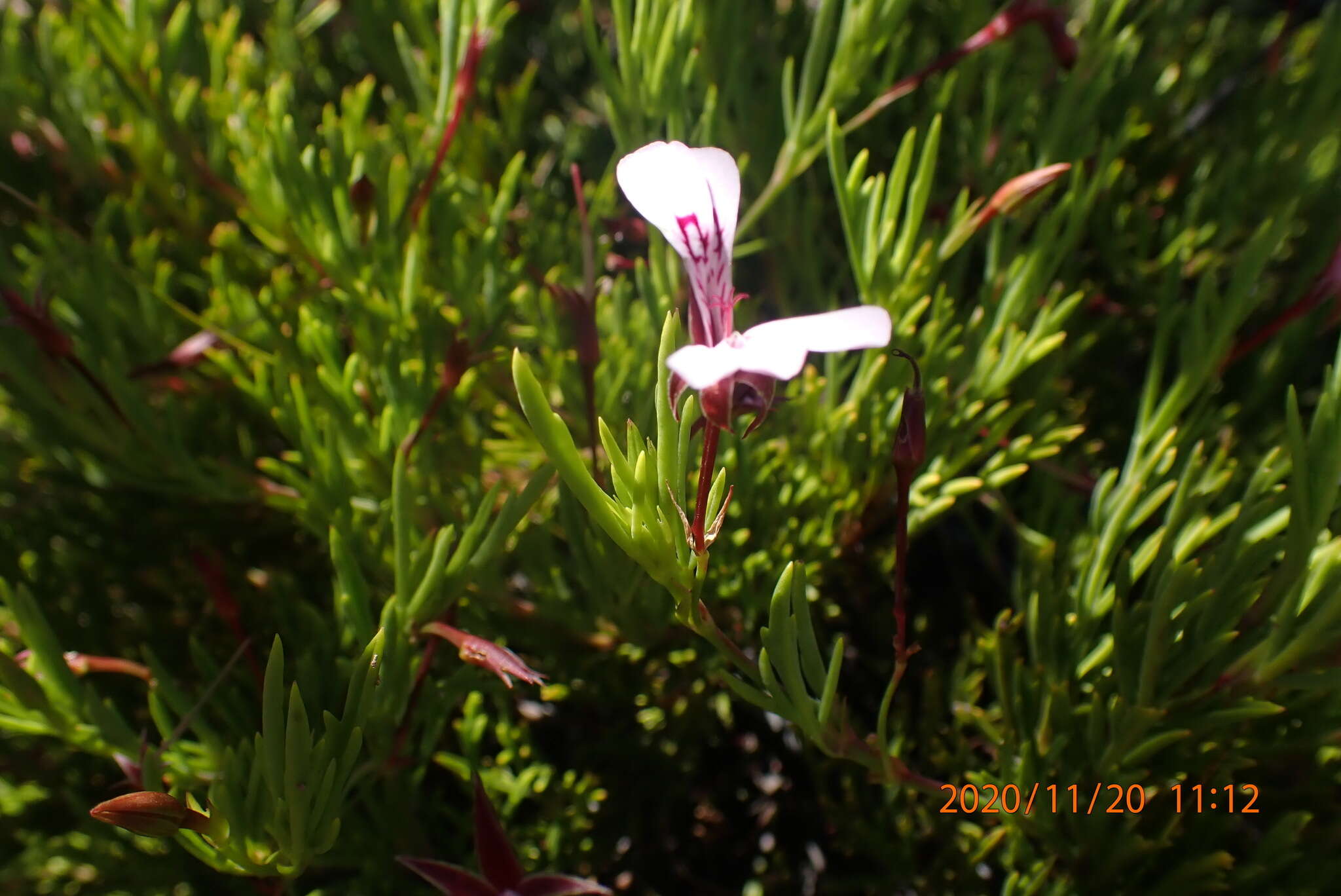 Image of Pelargonium laevigatum subsp. laevigatum