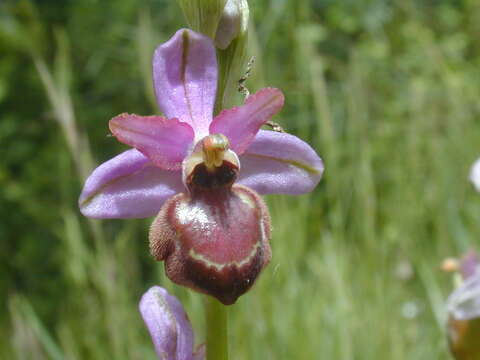 صورة Ophrys sphegodes subsp. aveyronensis J. J. Wood