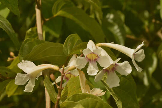 Image of Bignonia sordida (Bureau & K. Schum.) L. G. Lohmann