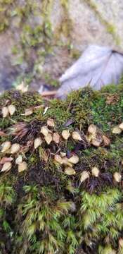 Image of diphyscium moss