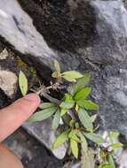 Image of Berberis alpicola C. K. Schneid.