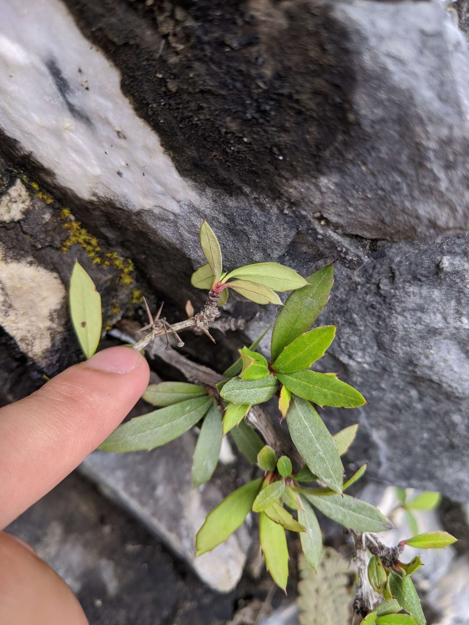 Image of Berberis alpicola C. K. Schneid.