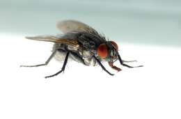 Image of house fly