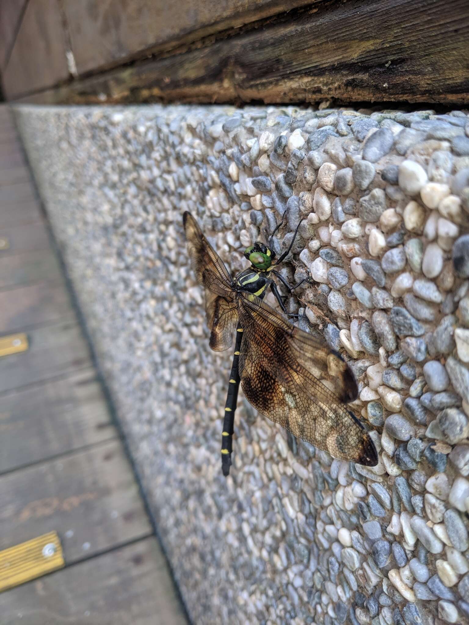 Plancia ëd Chlorogomphus risi Chen 1950