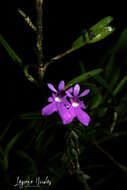 Image of Epidendrum centropetalum Rchb. fil.