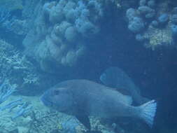 Image of Giant sweetlips