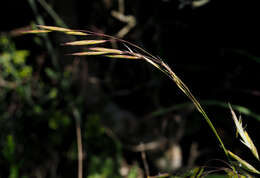 Imagem de Bromus syriacus Boiss. & Blanche