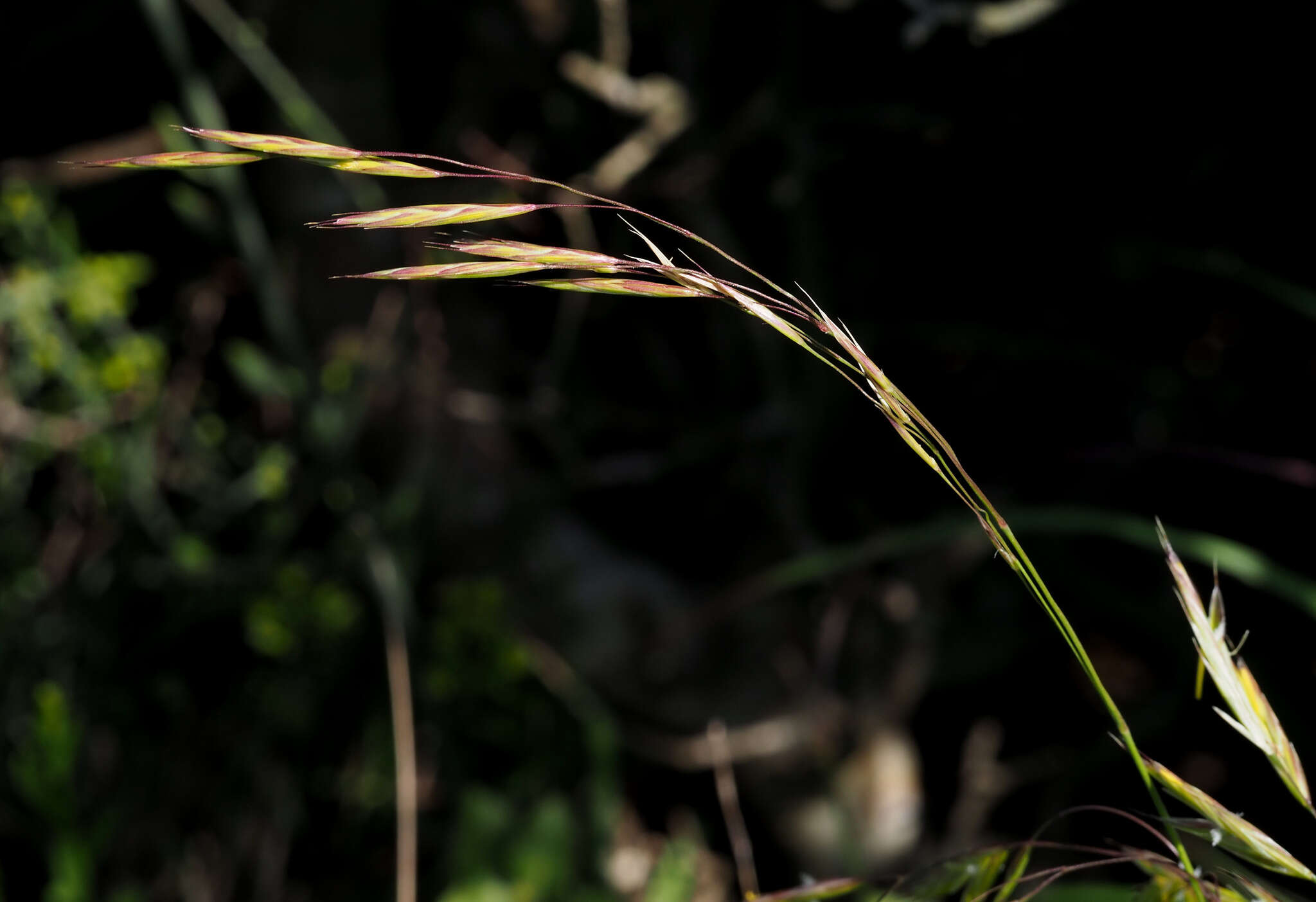 Imagem de Bromus syriacus Boiss. & Blanche