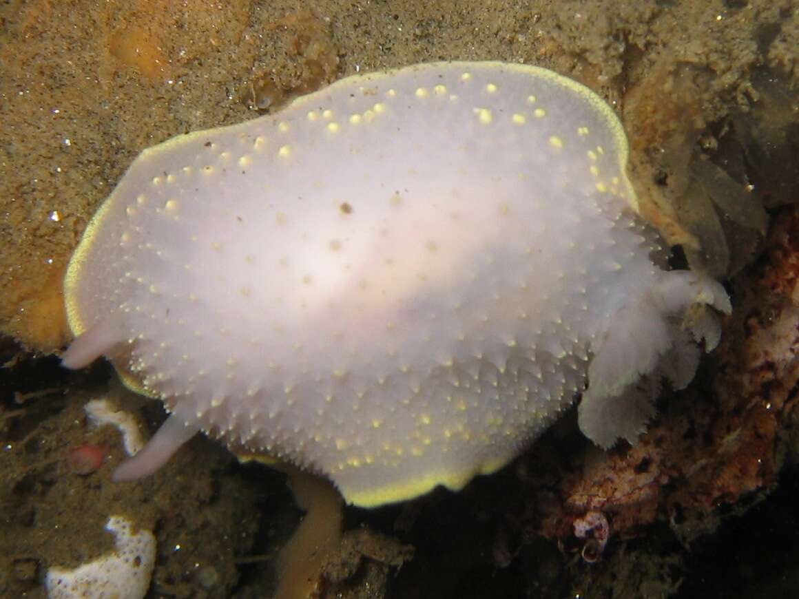 Image of Acanthodoris hudsoni MacFarland 1905