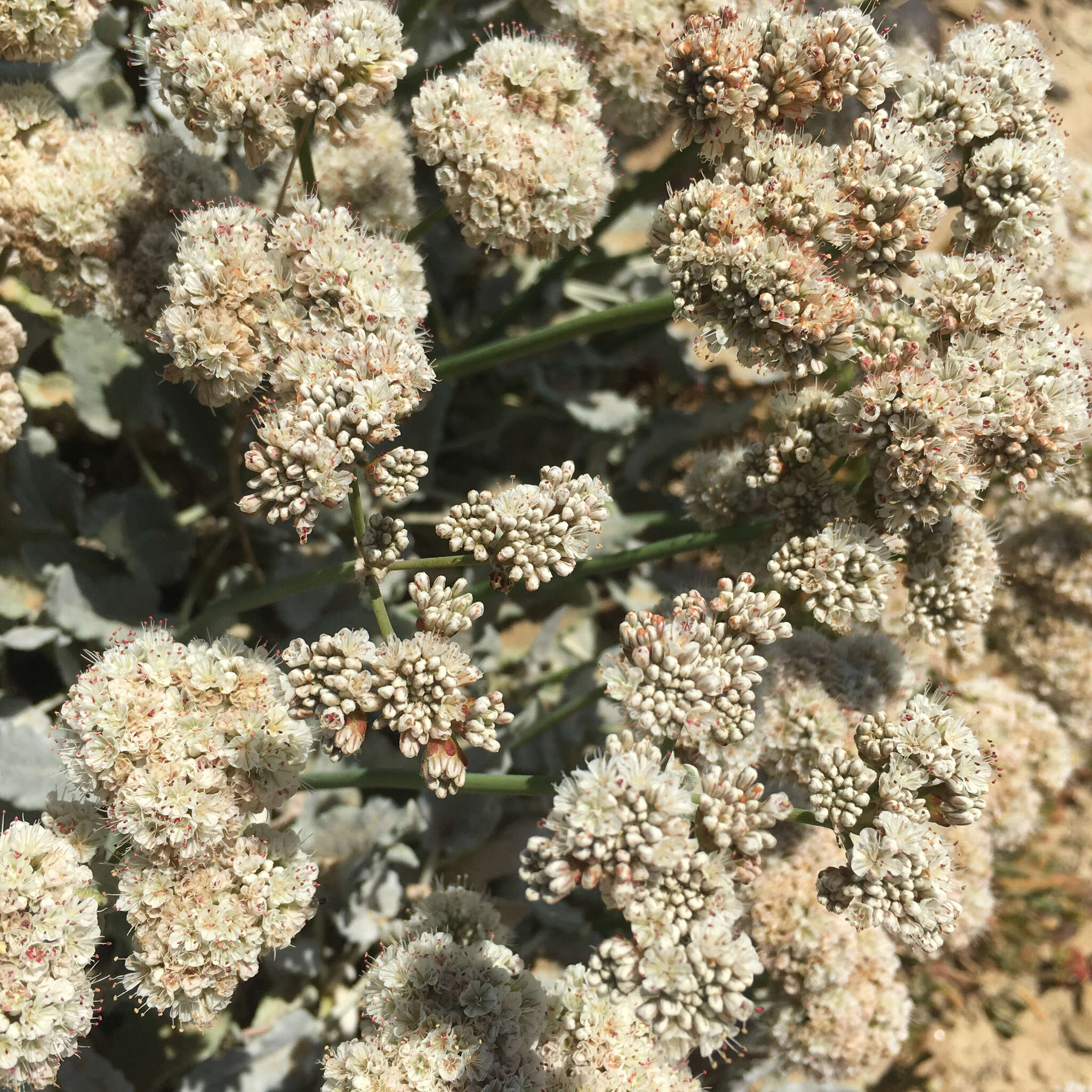 Image of San Nicolas Island buckwheat