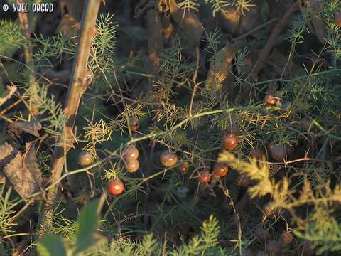 Image of Asparagus palaestinus Baker