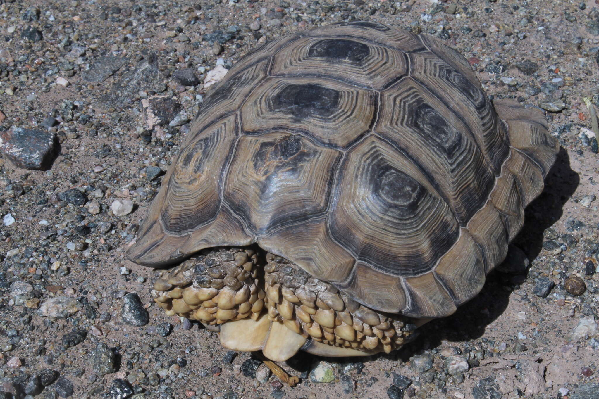 Слика од Chelonoidis chilensis (Gray 1870)