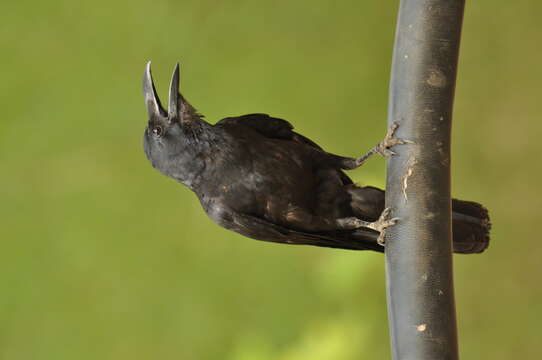 Image of Large-billed Crow