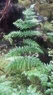 Imagem de Dryopteris expansa (C. Presl) Fraser-Jenk. & Jermy