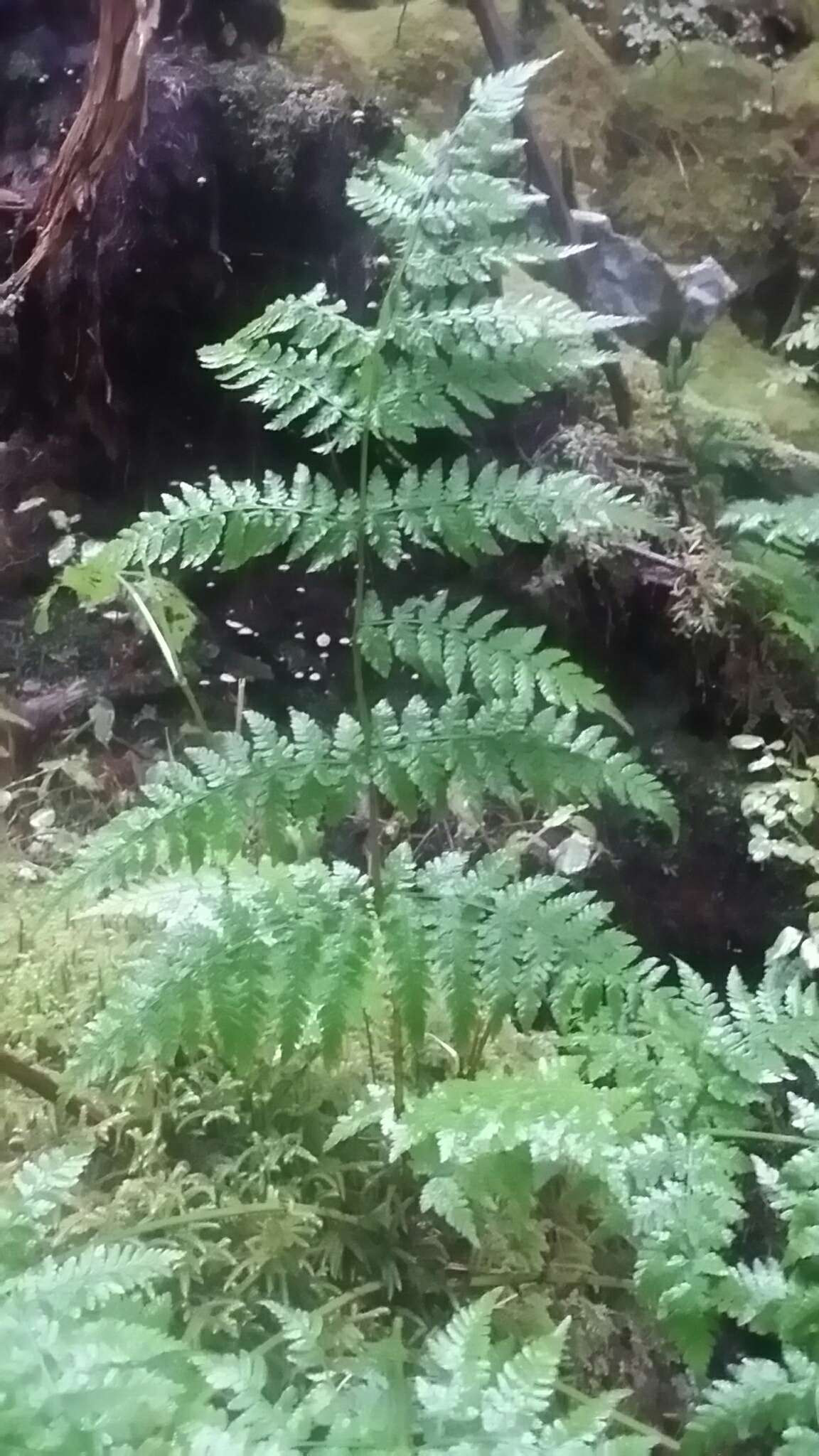 Image of spreading woodfern