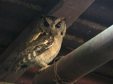 Image of Indian Scops Owl