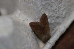 Image of Orthosia pacifica Harvey 1874