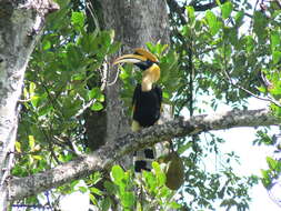 Image of Great Indian Hornbill