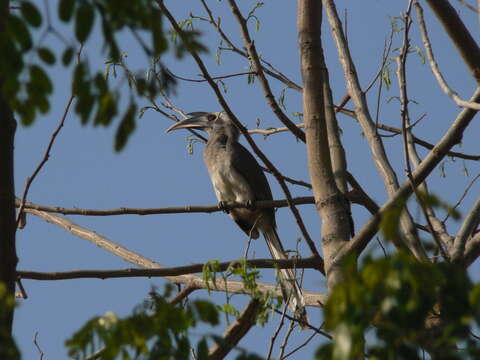 Image of Indian Grey Hornbill