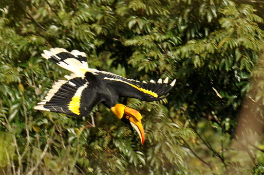 Image of Great Indian Hornbill