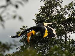 Image of Great Indian Hornbill