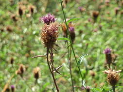 Image of spotted knapweed