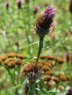 Image of spotted knapweed