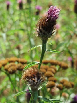 Image of spotted knapweed