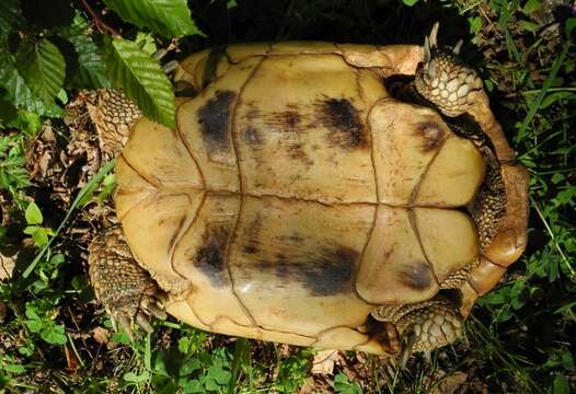 Image of Hermann’s Tortoise