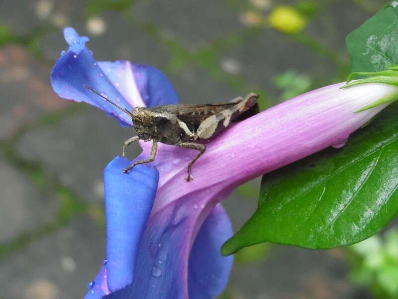 Image of whiteedge morning-glory