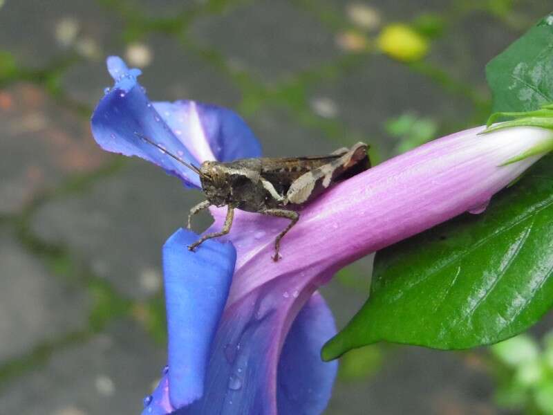 Image of whiteedge morning-glory