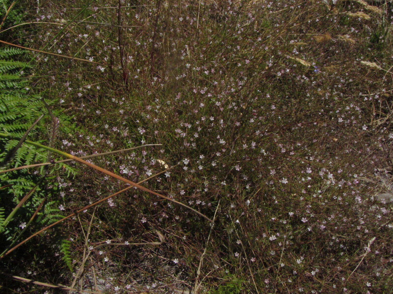 Prismatocarpus sessilis var. sessilis resmi