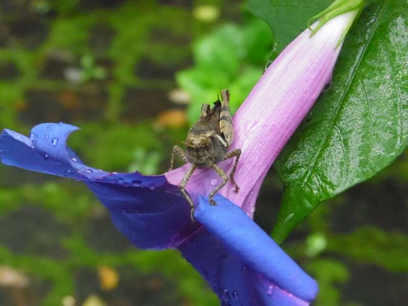 Image of whiteedge morning-glory