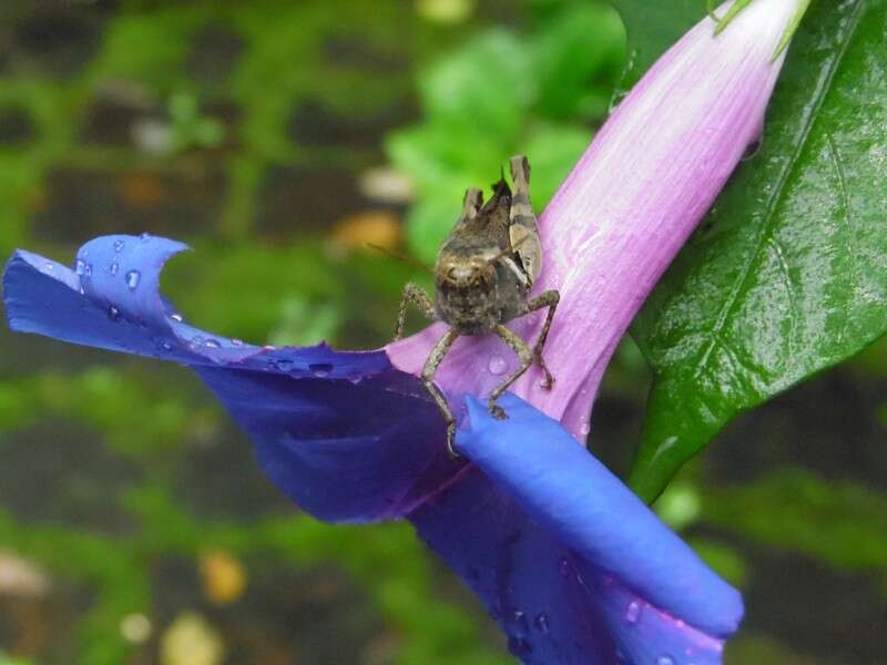 Image of whiteedge morning-glory