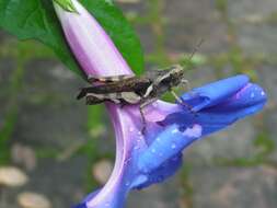 Image of whiteedge morning-glory