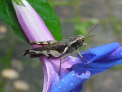 Image of whiteedge morning-glory