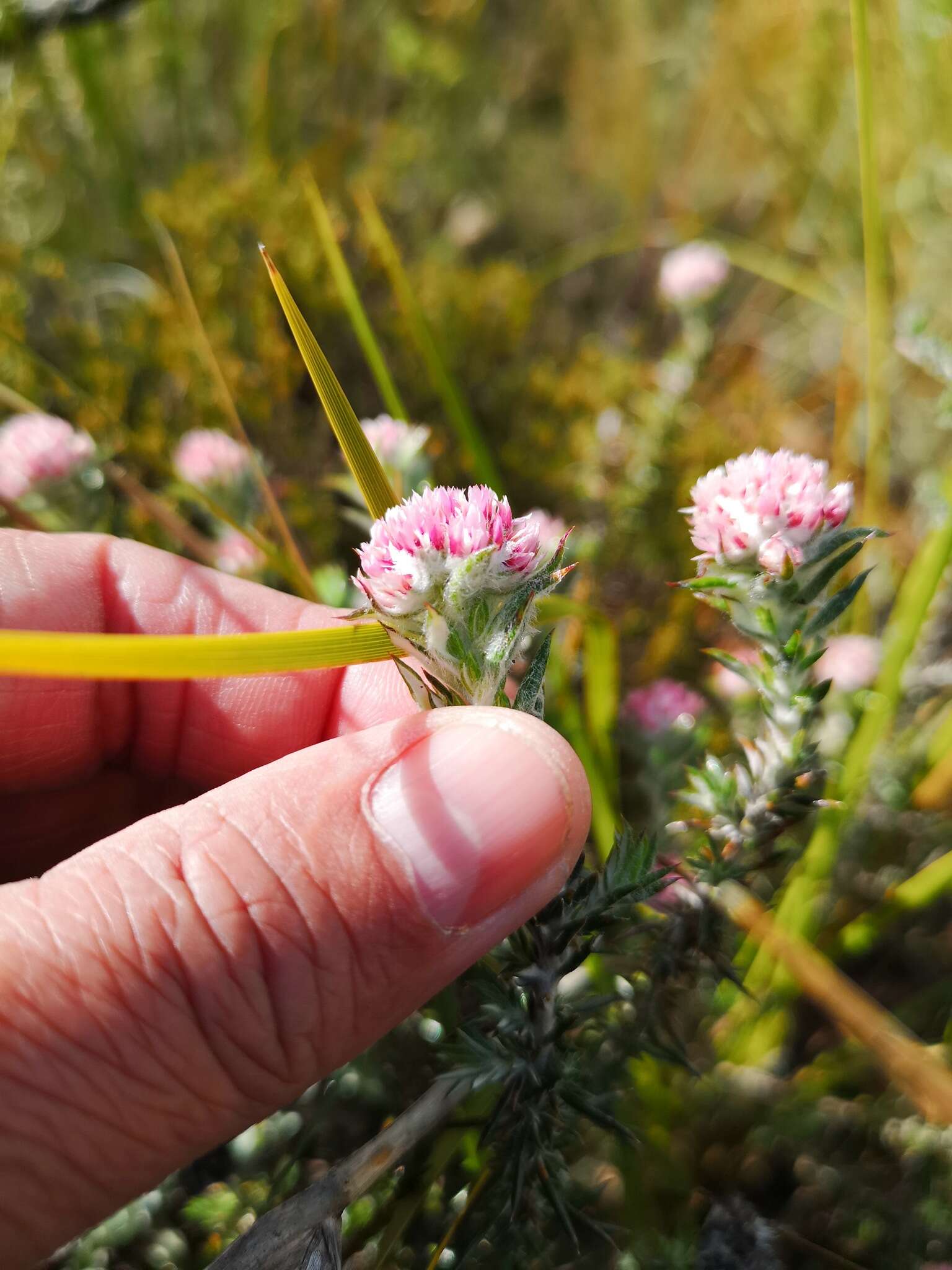 Image of Metalasia erubescens DC.