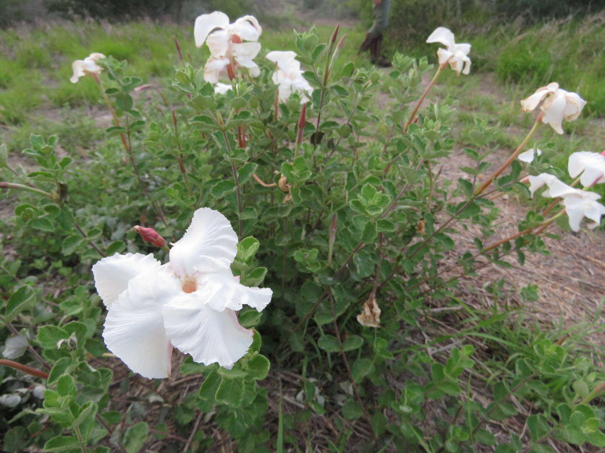 Image of plateau rocktrumpet