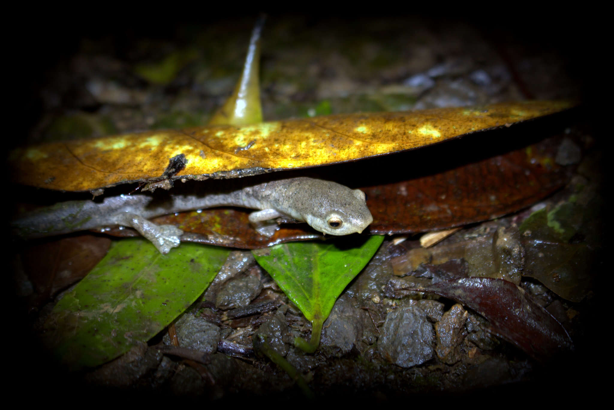 Imagem de Bolitoglossa schizodactyla Wake & Brame 1966