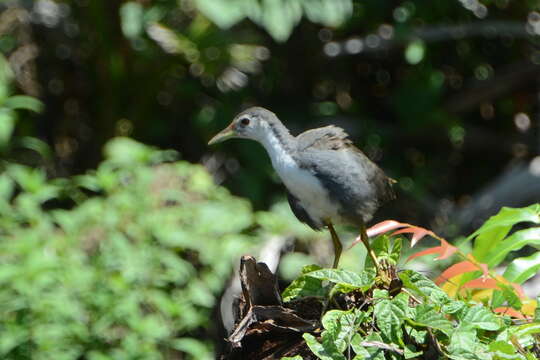 Image of White-breasted Waterhen